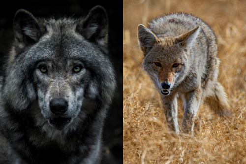 This video clearly illustrates the difference between coyotes and wolves