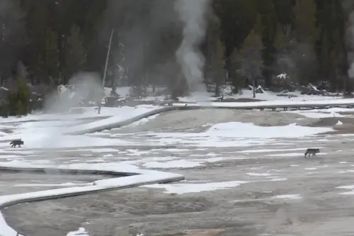 Wolf pack takes a field trip to see Old Faithful in Yellowstone National Park
