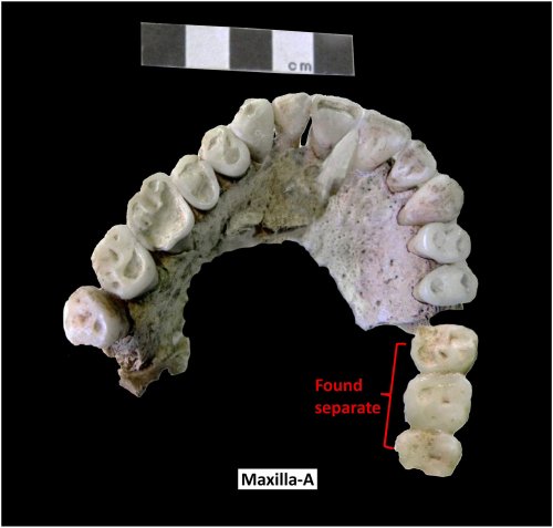 Remains found in Great Tumulus of Vergina not Philip II of Macedon, new analysis finds