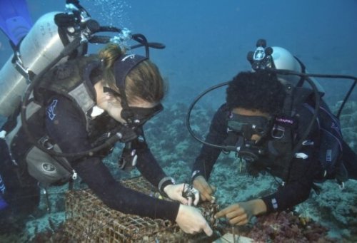 The long view: Studying kelp forests and coral reefs to understand and predict the effects of climate change