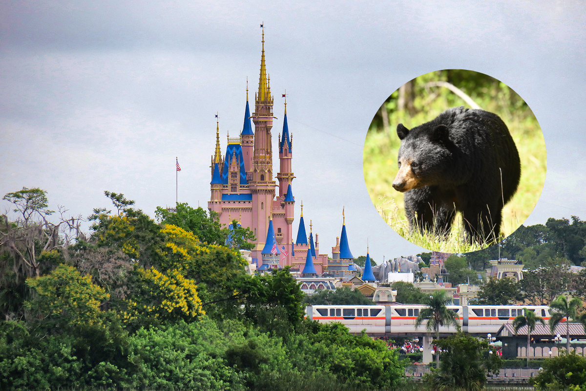 Wildlife Officials Safely Release Black Bear That Broke Into Disney’s Magic Kingdom