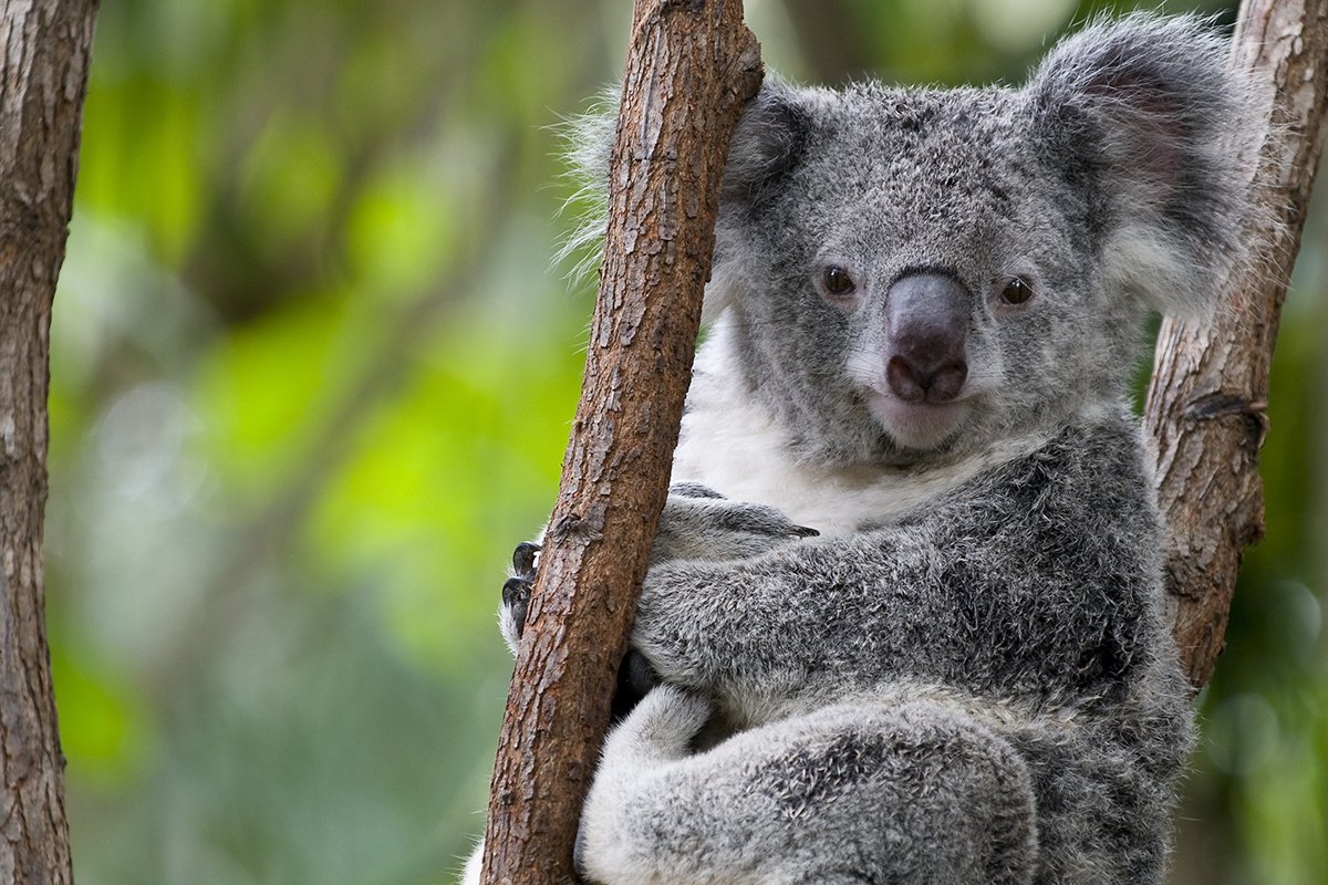 The World’s Cutest Animals are Endangered: Here are 5 Ways Scientists are Trying to Save Koalas