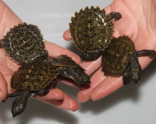 Treat yourself by watching these rescued baby turtles be released into the river