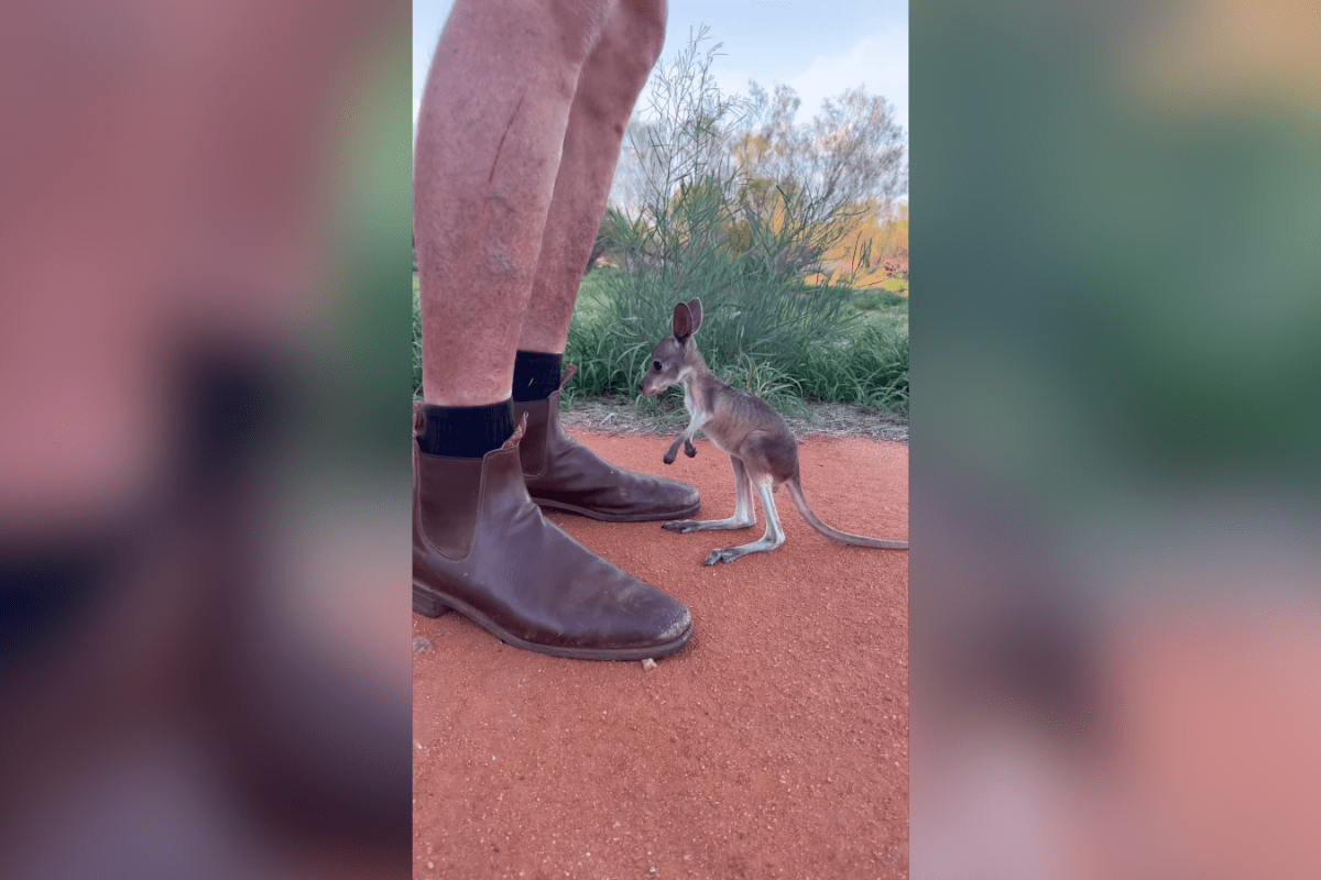 All We Really Want for Christmas is This Adorable Baby Kangaroo
