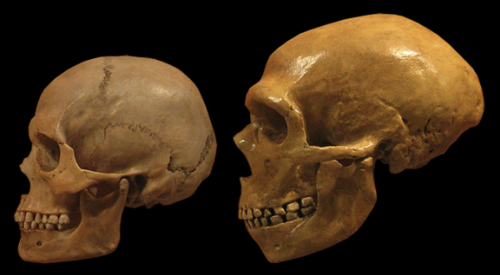 We carry DNA from extinct cousins like Neanderthals. Science is now revealing their genetic legacy