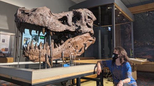 What caused the holes in SUE the T. rex's jaw? Probably not an infection