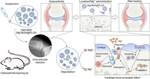 Engineered MgO nanoparticles: A promising path to synergistic cartilage and bone therapy