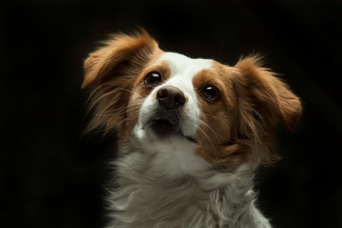 Scientists reveal how to make dogs pay attention