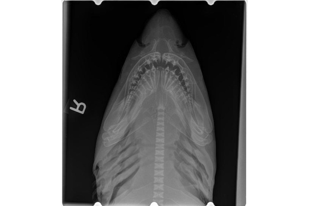 Awesome or Creepy? Check Out These X-Rays of Sharks, Turtles and Other Aquatic Creatures