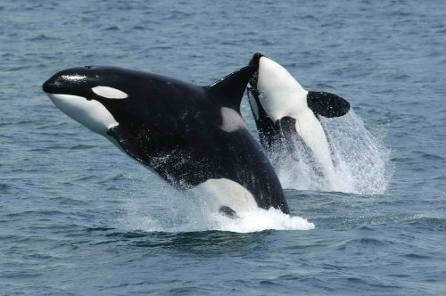 Orcas’ Boat-Ramming Behavior Explained by Experts
