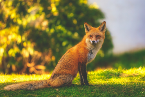 This video of a fox is so amazing that people think it's AI