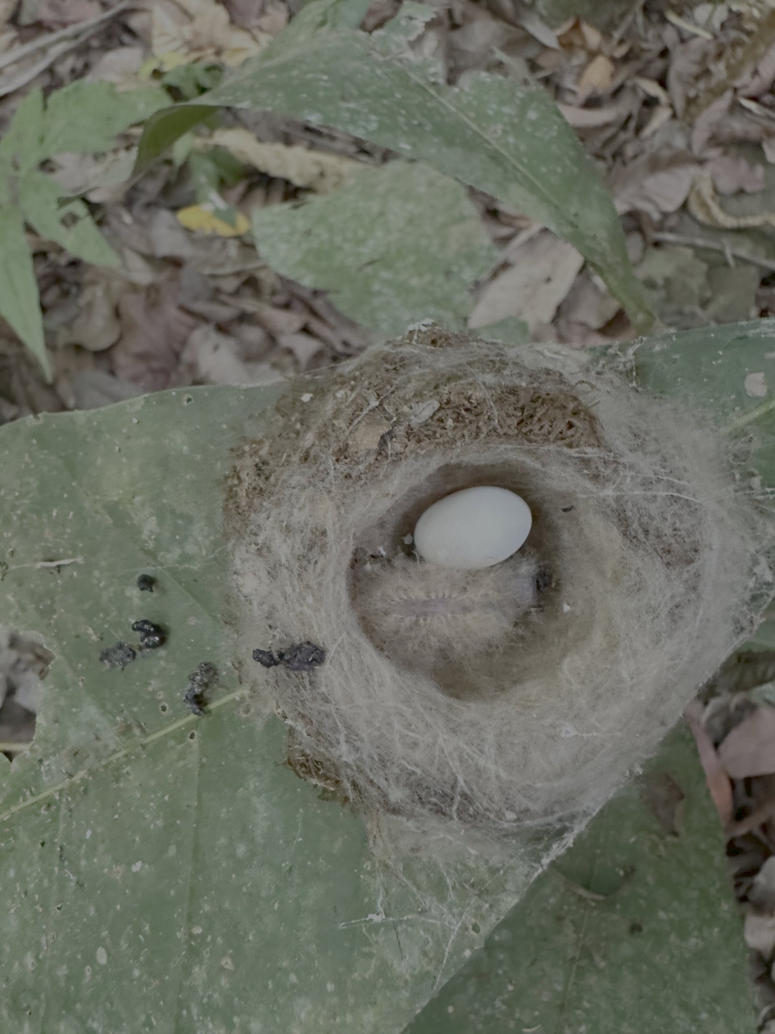 How a hummingbird chick acts like a caterpillar to survive