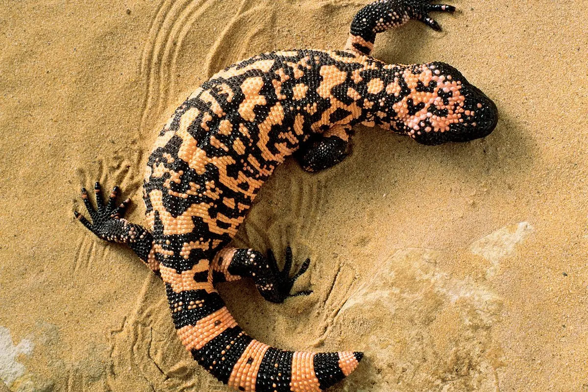 Dangerous Lizards and Other Reptiles You Should Avoid In The Wild, According To Bear Grylls