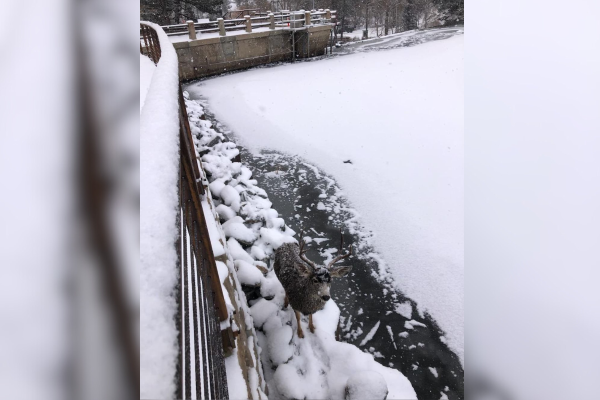 ‘A Much-Welcomed Lift’: Crane Operator Helps Colorado Parks and Wildlife Rescue Deer Trapped on Icy Lake