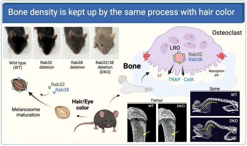 Research shows bone density is maintained by proteins that are also involved in hair color
