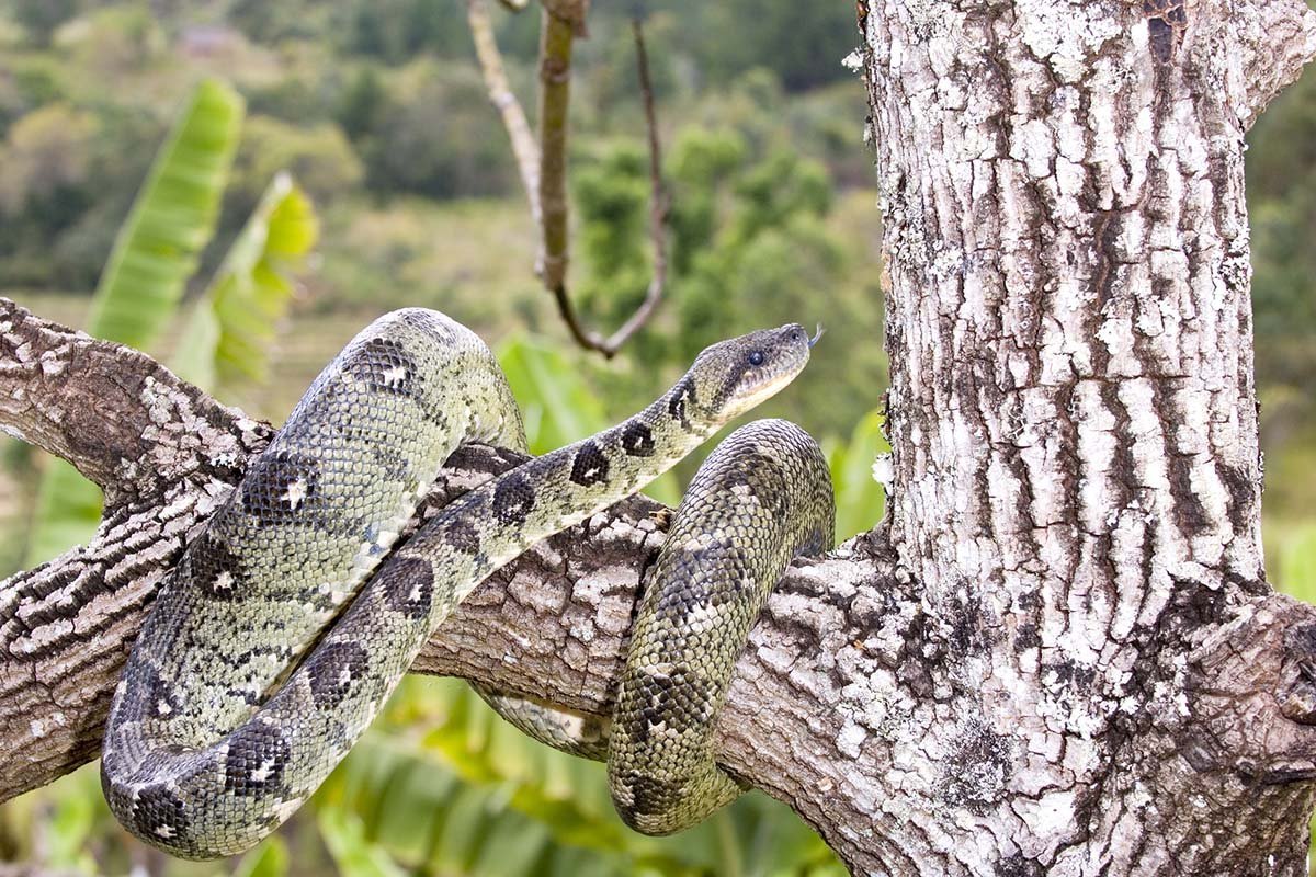5 Animals You’ve Never Seen From Madagascar’s Andasibe National Park