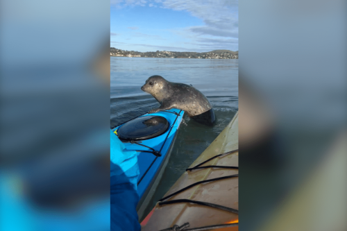 An adorable seal hitched a ride on this kayak in the San Francisco Bay