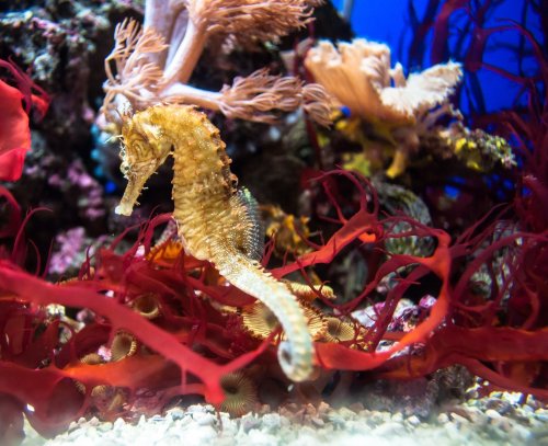 Citizen scientists contribute vital information about 35 seahorse species