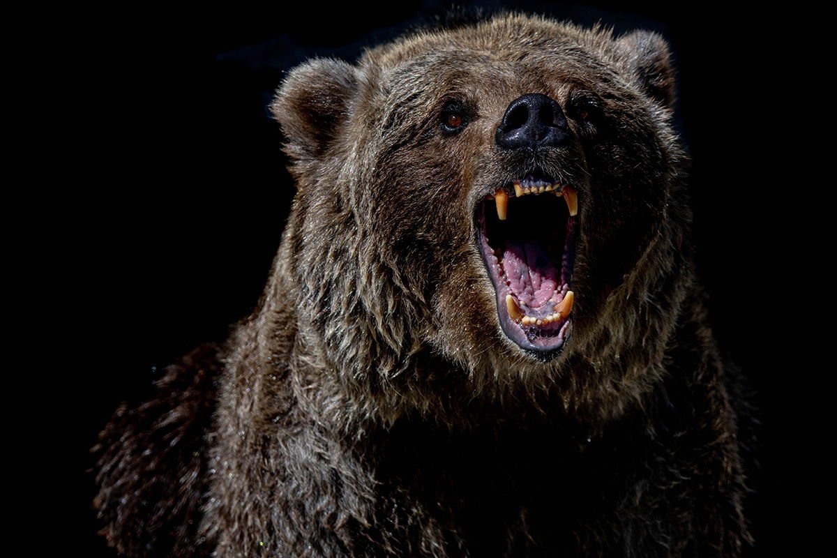 Want to See Wild Grizzly Bears (Safely)? Get Your Paws on This Itinerary for Homer, Alaska
