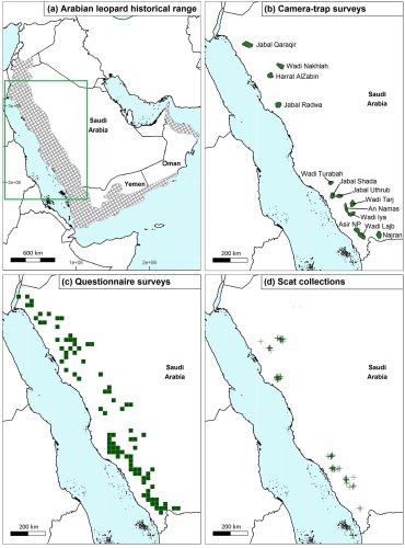 Researchers find no evidence of Arabian leopards despite extensive search in Saudi Arabia