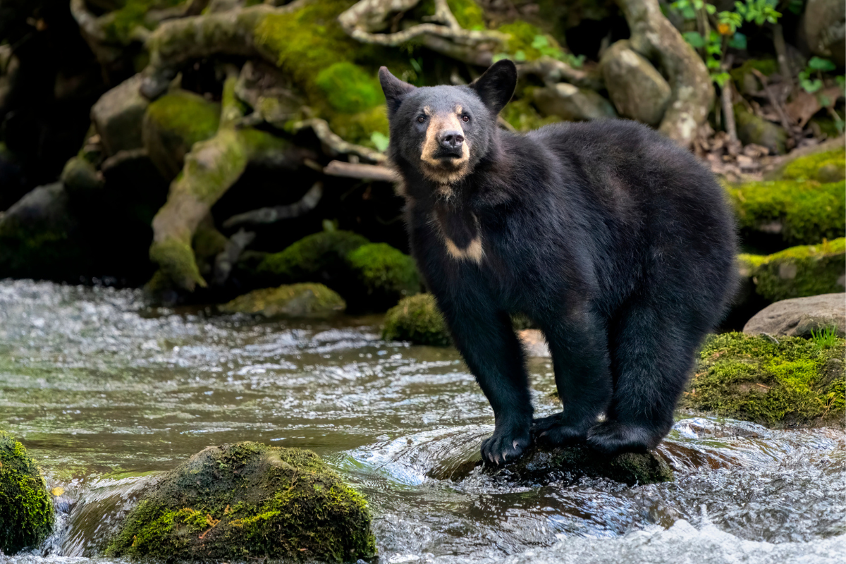 This Terrifying Video From Great Smoky Mountains National Park Reminds Us to Stay Aware Around Black Bears