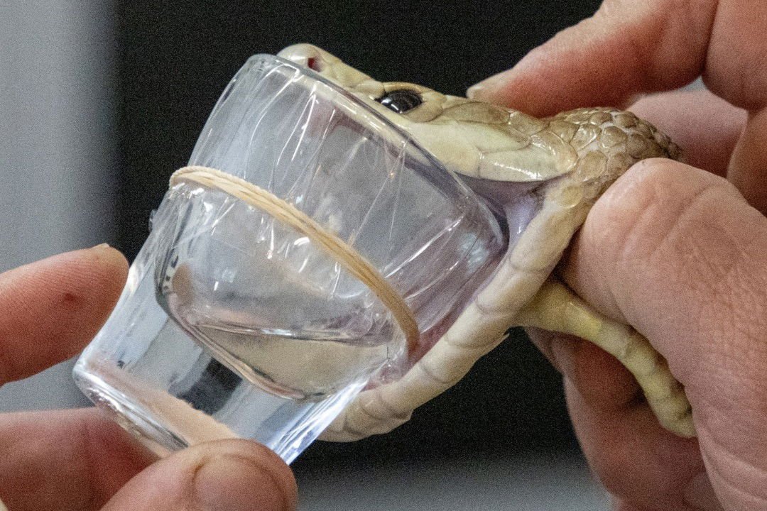 “Milking” snakes to collect extremely potent venom is the most dangerous job