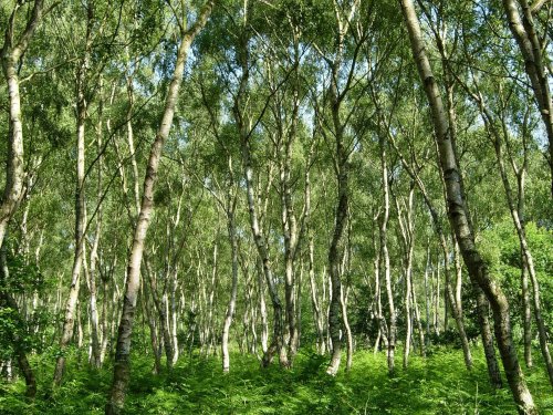 Experts predict 'catastrophic ecosystem collapse' of UK forests within the next 50 years if no action is taken