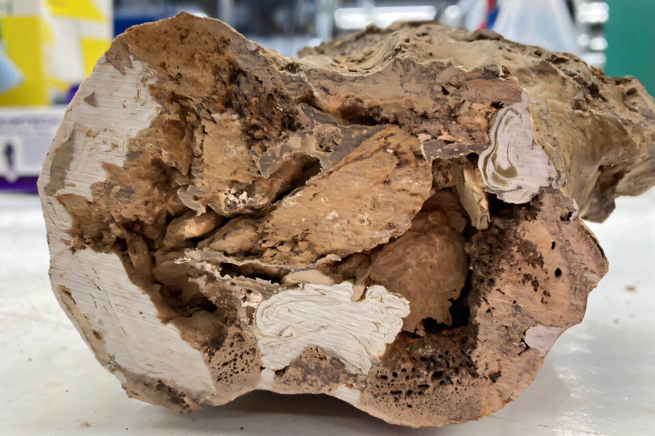 Discovery of collagen in fossil bone could unlock new insights into dinosaurs