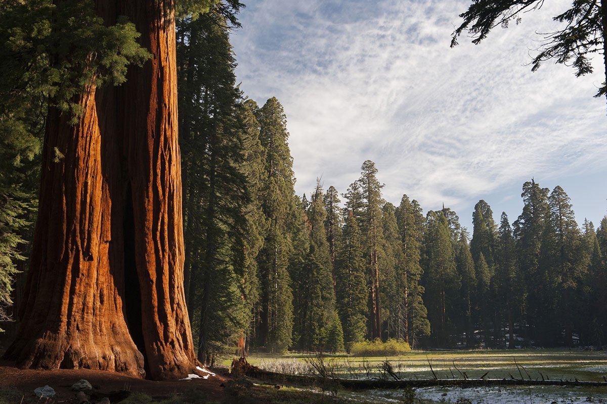 5 Things You Didn’t Know About Sequoia and Kings Canyon National Parks