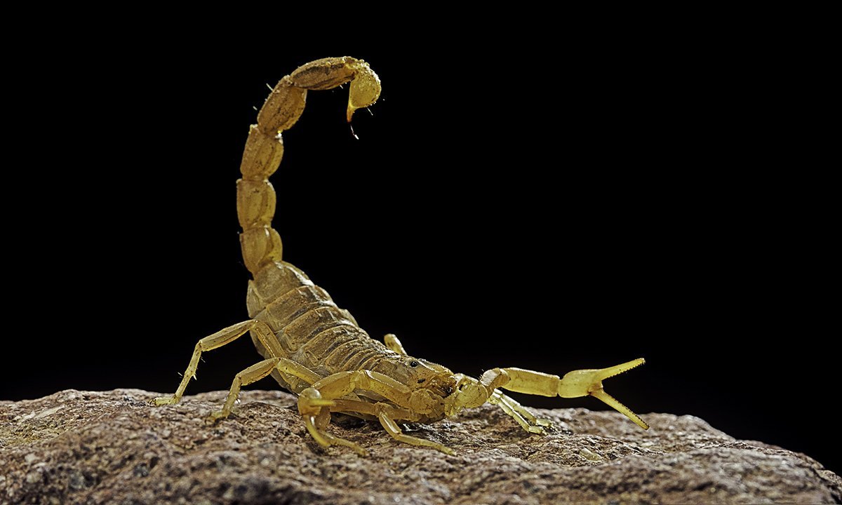 Tarantulas, Scorpions, Ticks and Other Dangerous Arachnids To Avoid
