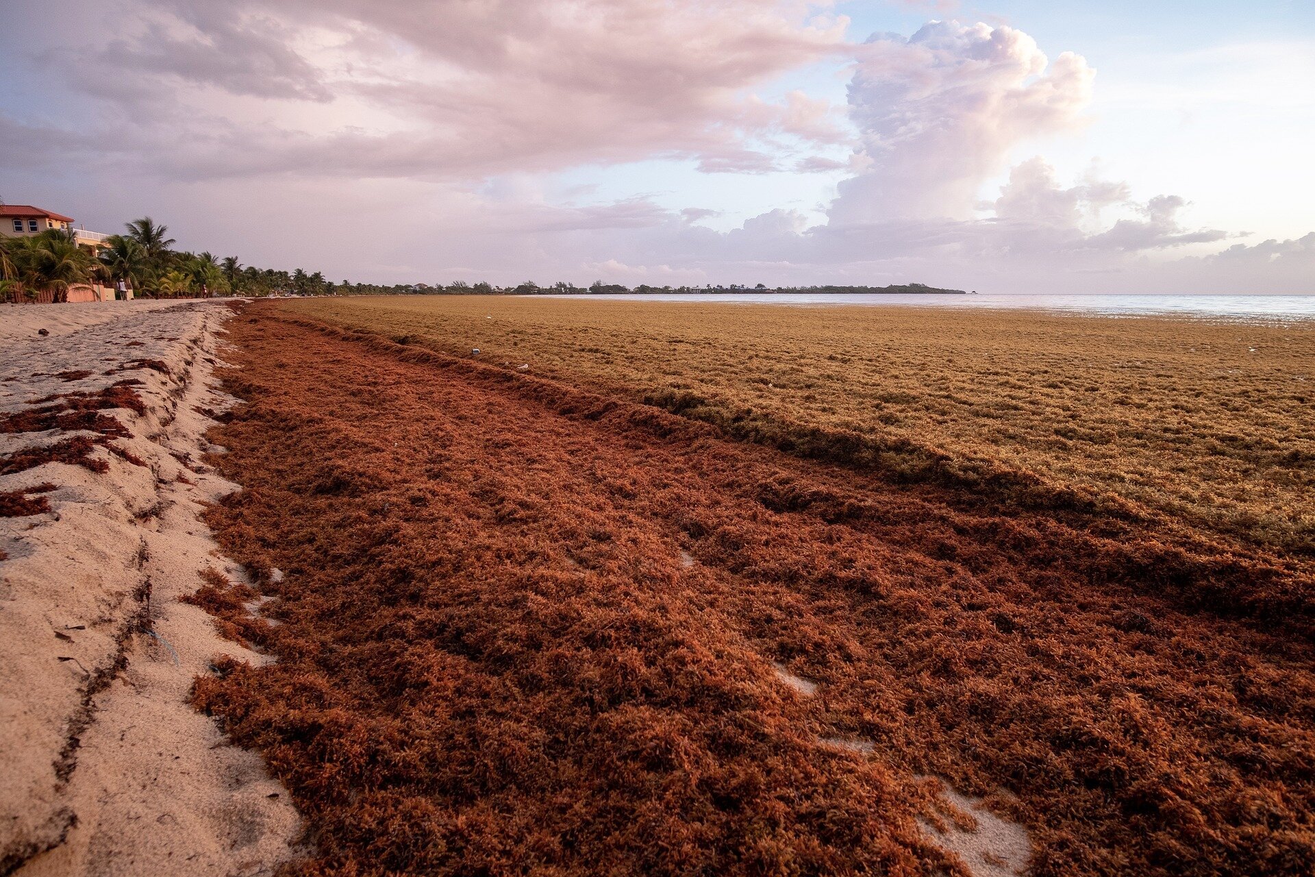 How a toxic seaweed choking Caribbean beaches could become a valuable resource