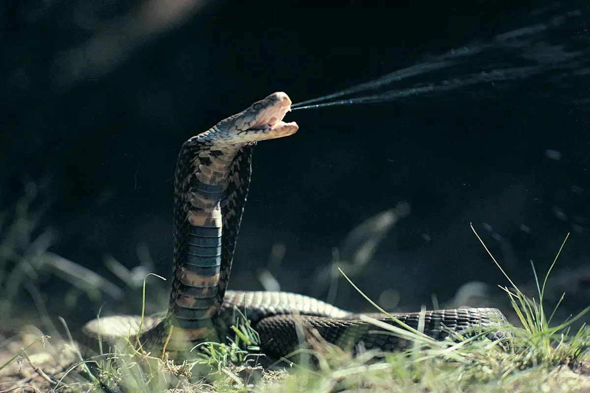 S-s-sensational Tales: 5 Snake Myths Busted by an Expert