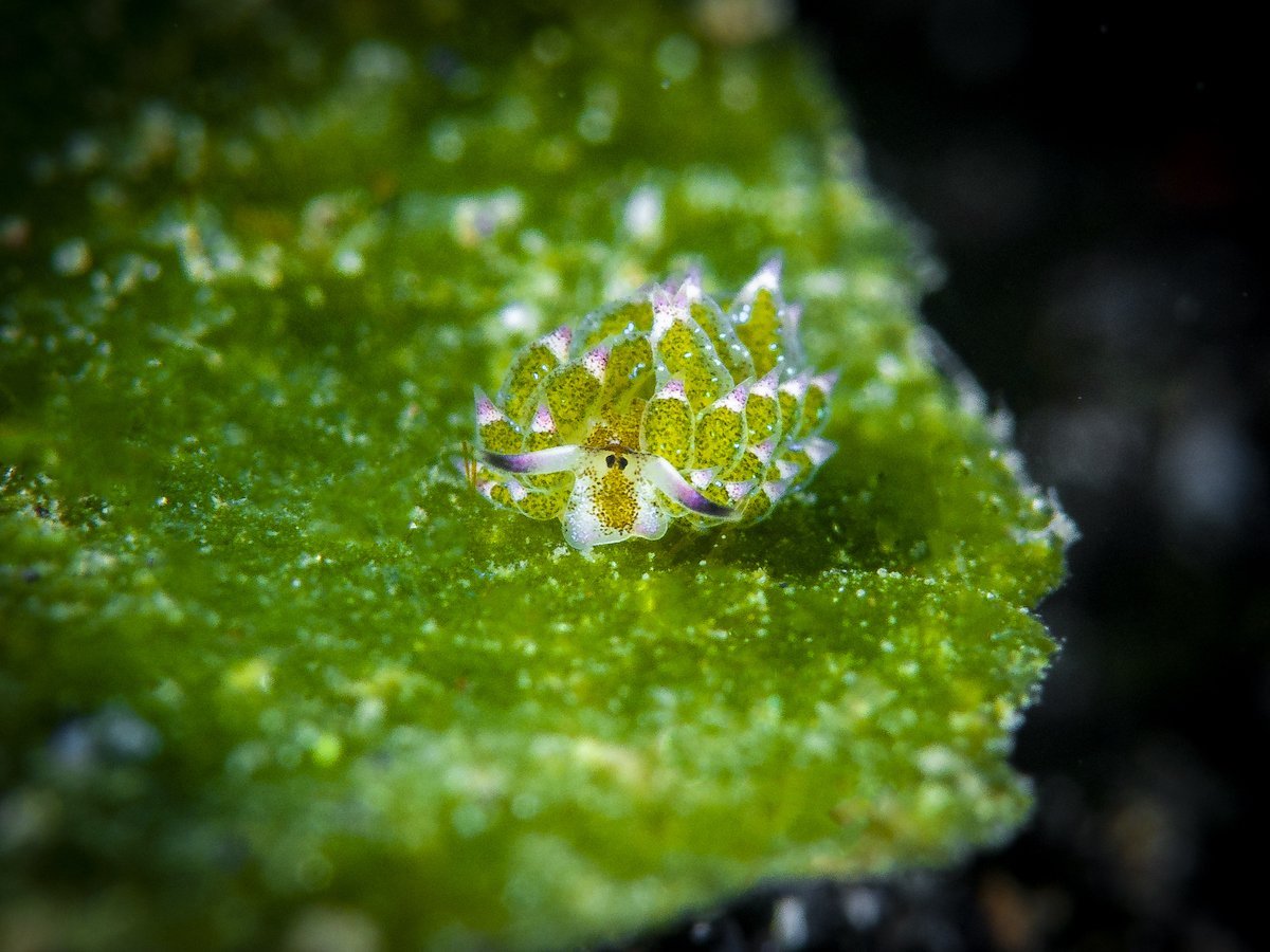 We Found the Cutest Thing on the Internet, and It’s a ‘Leaf Sheep’ Sea Slug