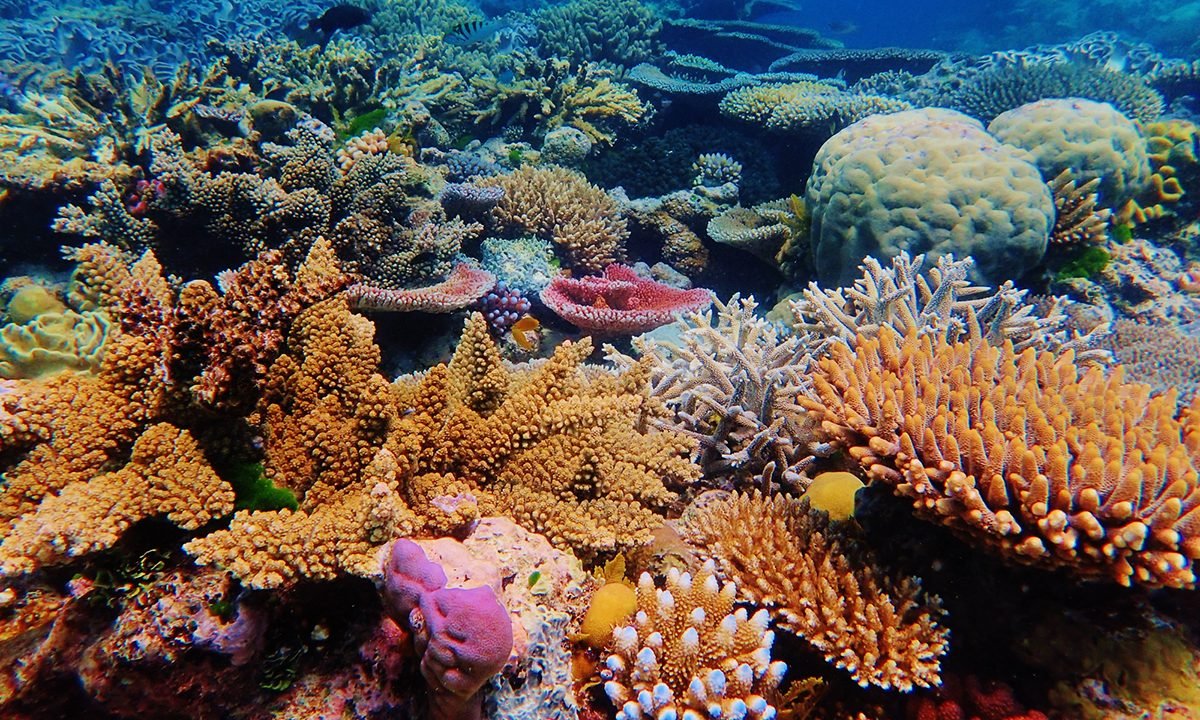 Explaining the damaging relationship between suncreen and coral reefs 