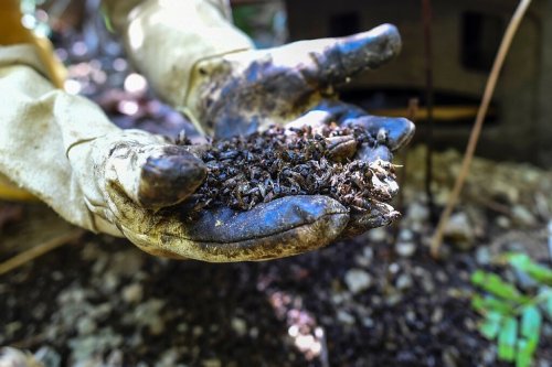 Colombia's apiarists say avocado buzz is killing bees