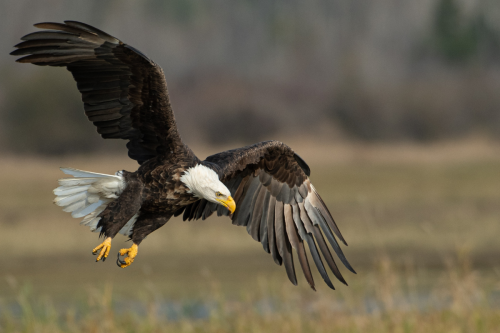 Hundreds of bald eagles were spotted together — See the rare footage