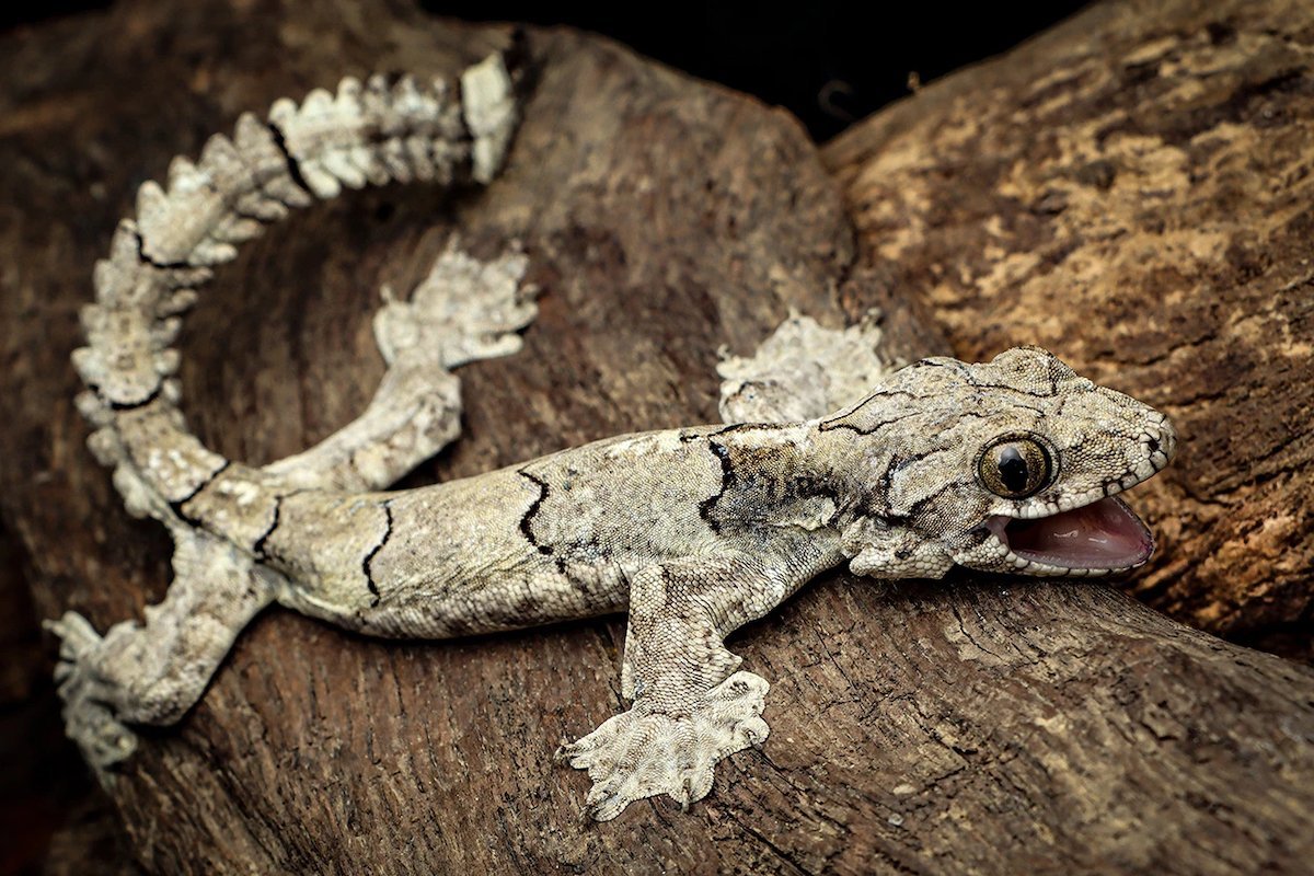 New Species of Paragliding Gecko Discovered in India