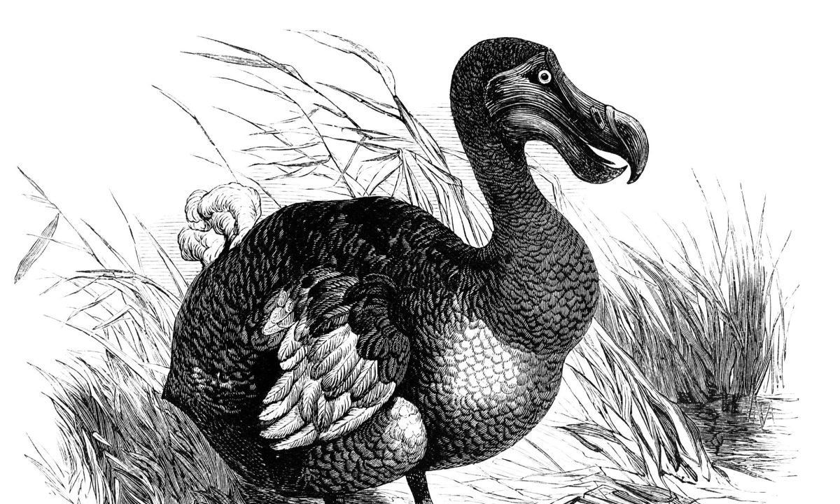 Bringing the Dodo Bird Back From Extinction? It's Happening