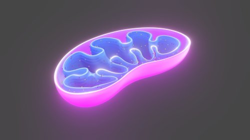 Exploring the mind-mitochondria connection