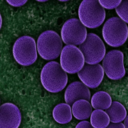 Meet Clostridium butyricum—the bacteria that helps keep us feeling our best