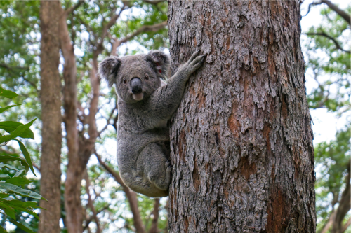 This devastating video of a koala grieving its partner will break your heart