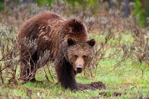 Watch these backpackers come face-to-face with a curious grizzly bear