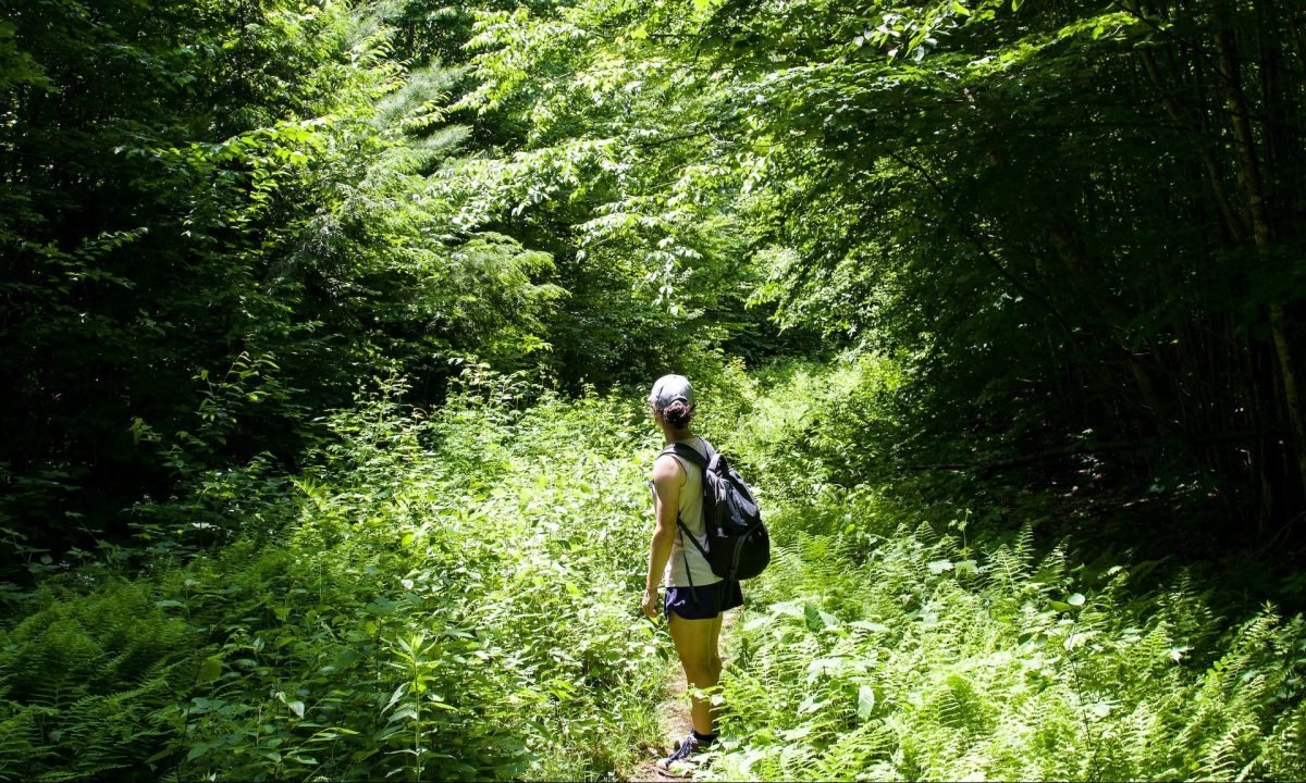 What is "Forest Bathing"? And Can it Really Boost Your Immune System?