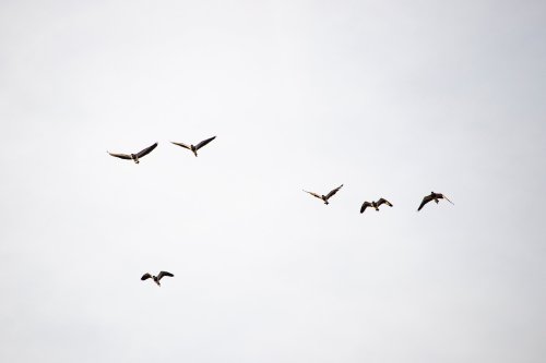 Residents of California town baffled by mysterious exploding birds