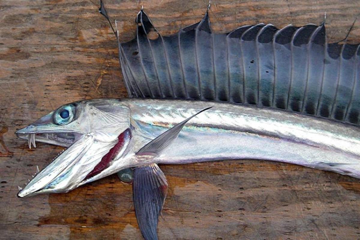 Scientists Baffled by Fanged Fish Washing Up on Oregon Beaches