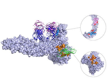 Study reveals new therapeutic target for C. difficile infection