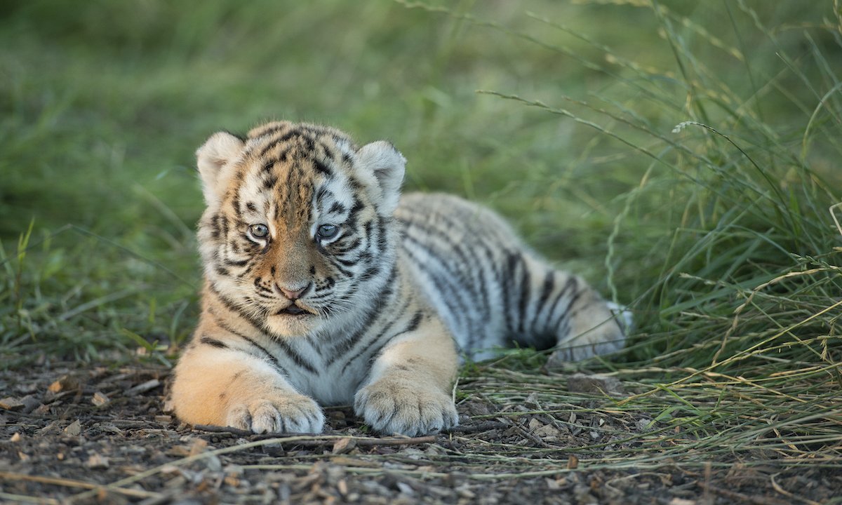 New Mexico Police Were Looking for A Gunman. They Found A Baby Tiger Instead