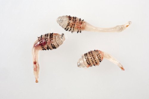 These 5 Seriously Weird Animals Will Make Your Skin Crawl