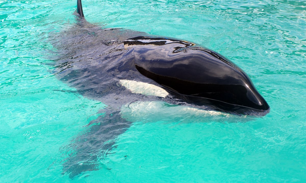 Miami Seaquarium Will Release Lolita the Orca After 50 Years in Captivity
