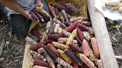 Researchers document the first use of maize in Mesoamerica